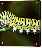 Colorful Caterpillar 015 Acrylic Print