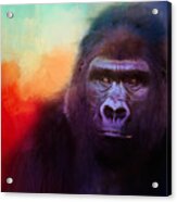 Colorful Expressions Gorilla Acrylic Print