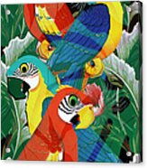 Parrot Art Prints - Introverted Parrots Acrylic Print