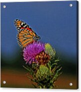 Colorful Monarch Acrylic Print