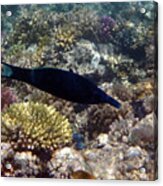 Colorful Red Sea Sealife With Bird Wrasse Acrylic Print