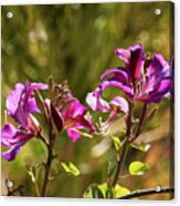 Colorful Spring Blooms 2 Acrylic Print