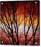Colorful Tree Branches Acrylic Print