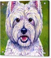 Colorful West Highland White Terrier Dog Acrylic Print