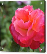 Colorific Rose Acrylic Print