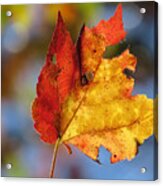 Colors Of Autumn 2015 Acrylic Print