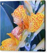 Colors Of The Canna Lily Acrylic Print