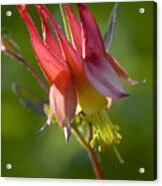 Columbine Acrylic Print