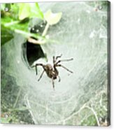 Come Into My Lair Acrylic Print