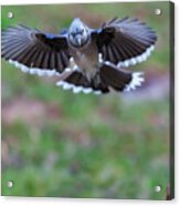 Coming In With Wings Spread Acrylic Print