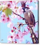〜coming Of Spring〜
#japan Acrylic Print