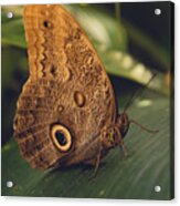 Common Buckeye Butterfly Acrylic Print