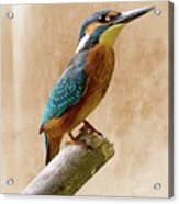 Common Kingfisher Alcedo Atthis Acrylic Print