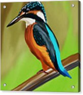 Common Kingfisher Acrylic Print