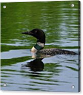 Common Loon Acrylic Print