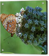 Common Milkweed And Great Spangled Fritillary Dsmf0261 Acrylic Print