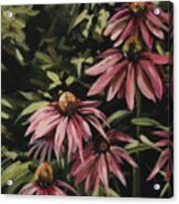 Coneflowers Acrylic Print