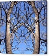 Conjoined Tree Collage Acrylic Print
