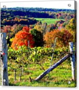 Connecticut Winery Acrylic Print