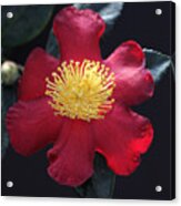 Cookie Cutter Camellia Acrylic Print