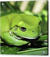 Cool Green Frog 001 Acrylic Print
