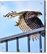 Cooper's Hawk Inflight I Acrylic Print