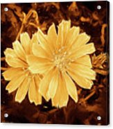 Blue Daisy Twins Copper Acrylic Print