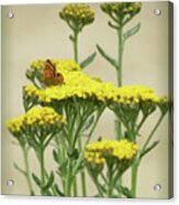 Copper On Yellow - Butterfly - Vignette Acrylic Print