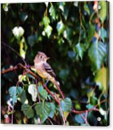 Cordilleran Flycatcher Acrylic Print