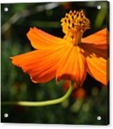 Coreopsis Acrylic Print