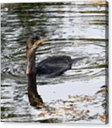 Cormorant Fishing Acrylic Print
