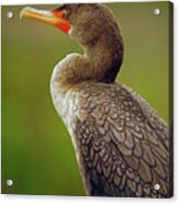 Cormorant Acrylic Print