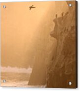 Cormorant Rookery In Dawn Fog Acrylic Print