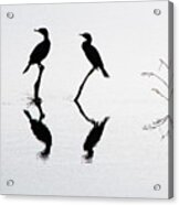 Cormorants At Rest Acrylic Print