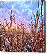 Corn Sunset 4 Acrylic Print