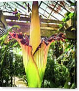 Corpse Plant Acrylic Print