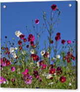 Cosmos Acrylic Print