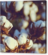 Cotton Field 18 Acrylic Print