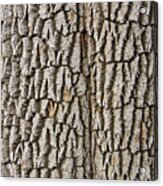 Cottonwood Tree Texture Print Acrylic Print