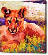 Cougar Cub Acrylic Print
