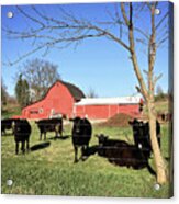 Country Cows Acrylic Print