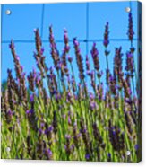 Country Lavender Vii Acrylic Print