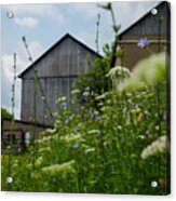 Country Life Acrylic Print