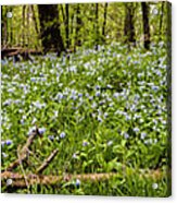 Covered In Bluebells Acrylic Print