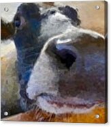 Cow Face Close Up Acrylic Print