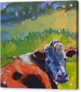 Cow Lying Down On A Sunny Day Acrylic Print
