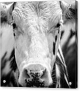 Cow Portrait Acrylic Print