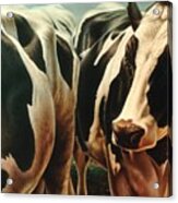 Cows 1 Acrylic Print