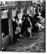 Cows In Black And White Acrylic Print