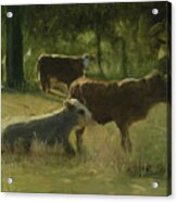 Cows In The Sun Acrylic Print